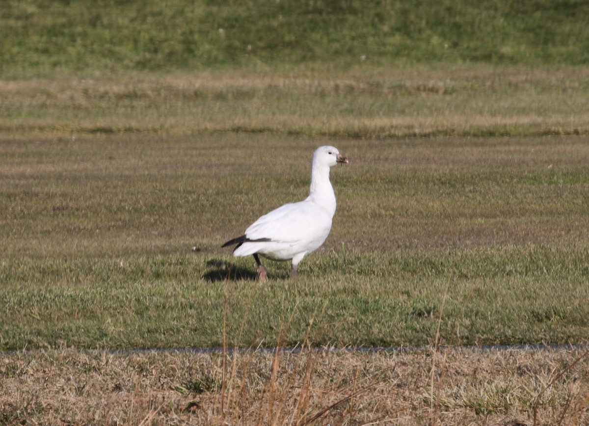 Ross's Goose - ML646598124