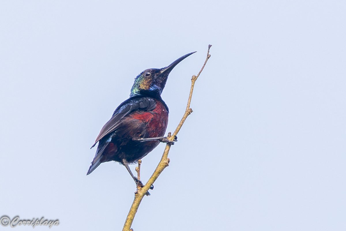 Superb Sunbird - ML646598130