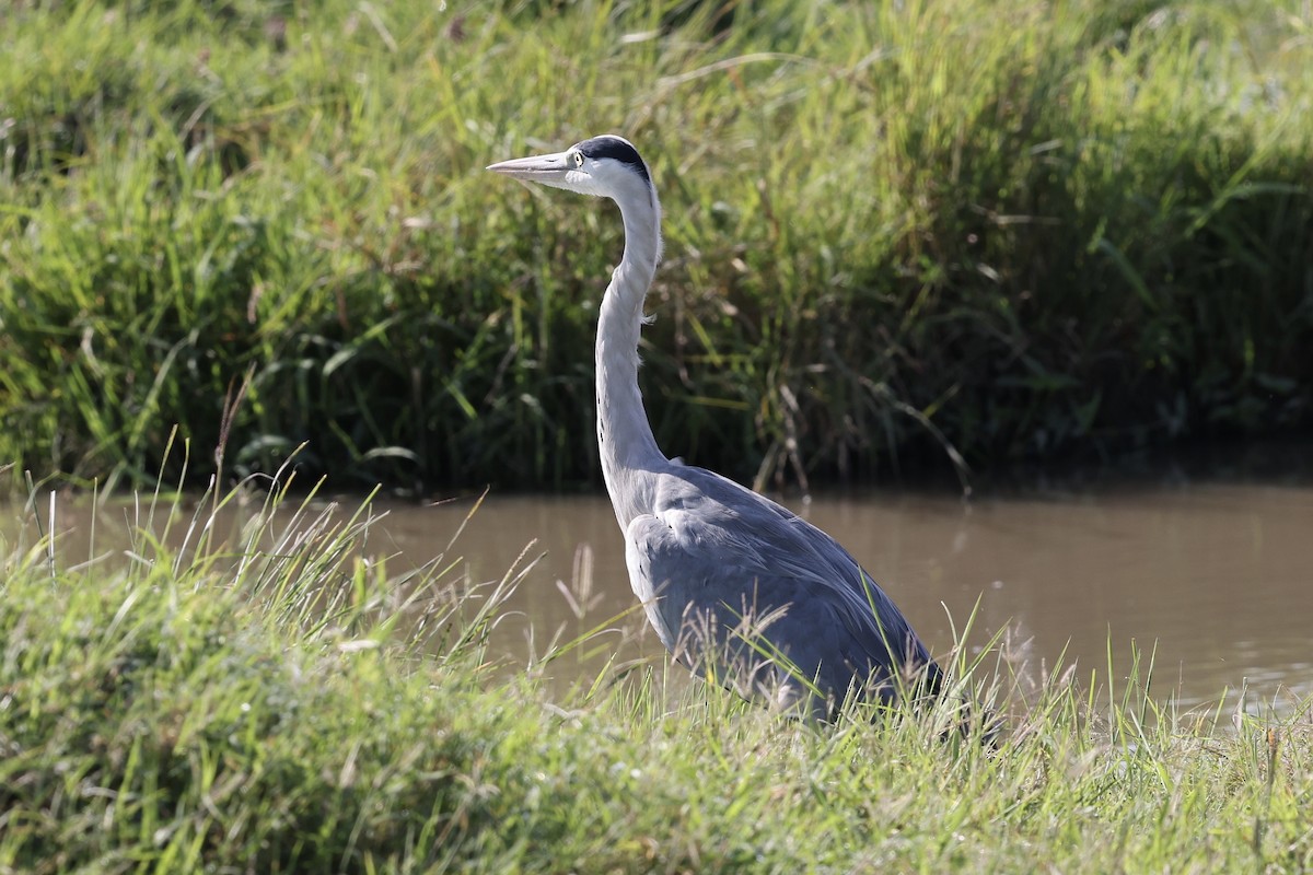 蒼鷺 - ML646598133