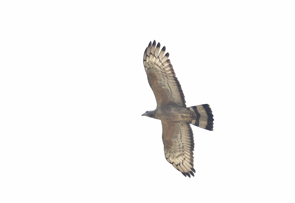 ハチクマ - ML646598135