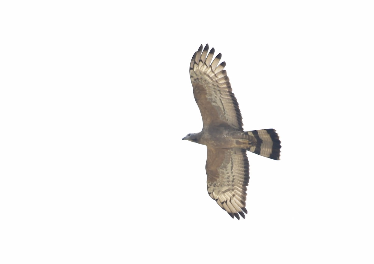 ハチクマ - ML646598137