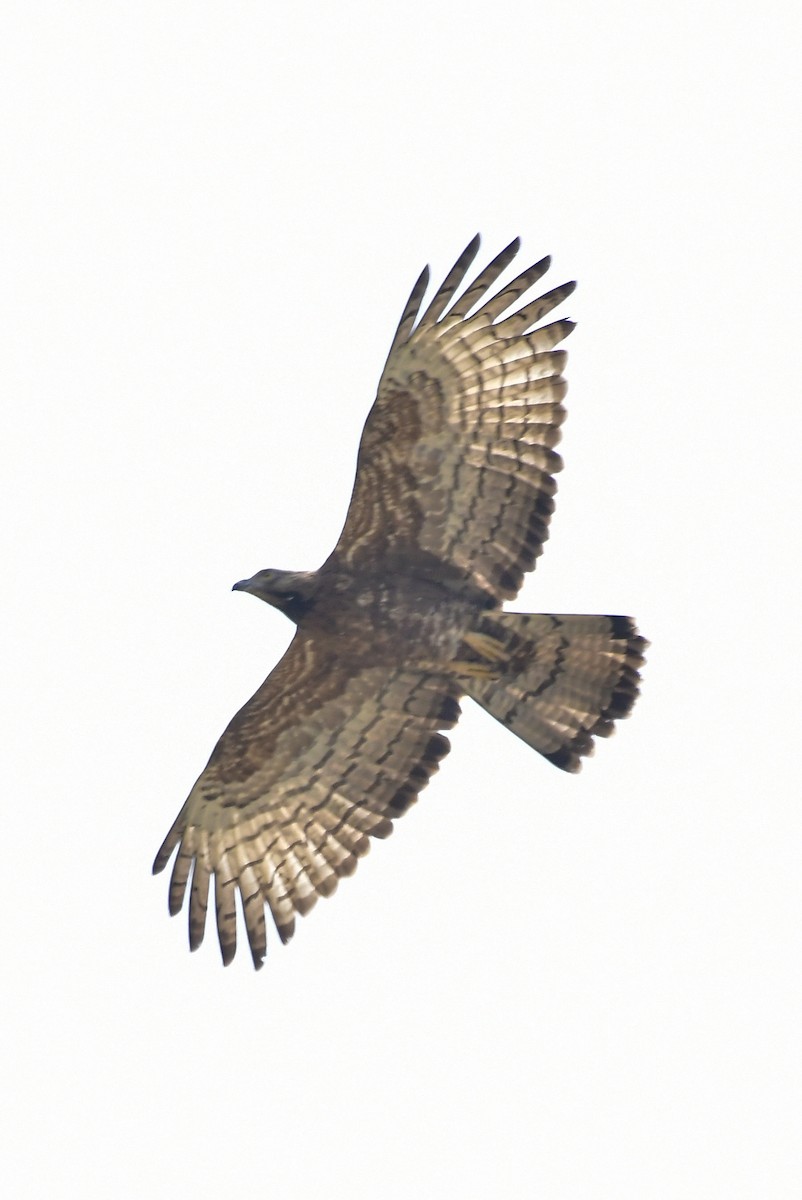 ハチクマ - ML646598139