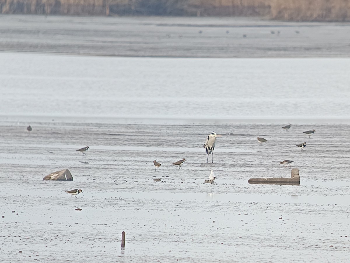 Ноцоо элсэг - ML646598141