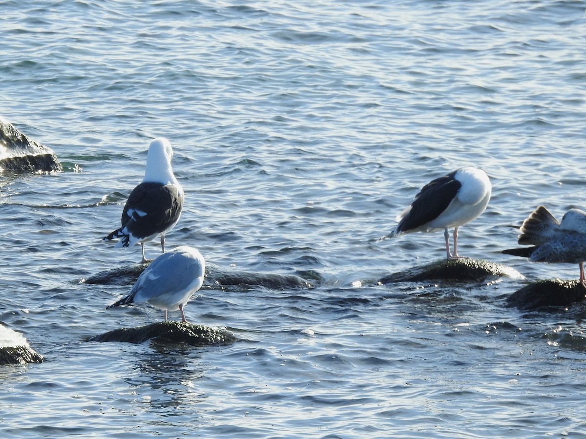 Great Black-backed Gull - ML646598143