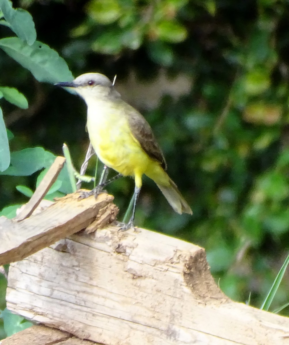 ウシタイランチョウ - ML646598144