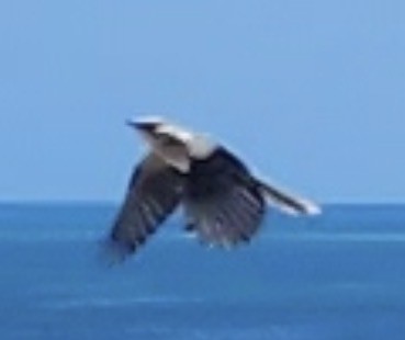 フナシマネシツグミ - ML646598145