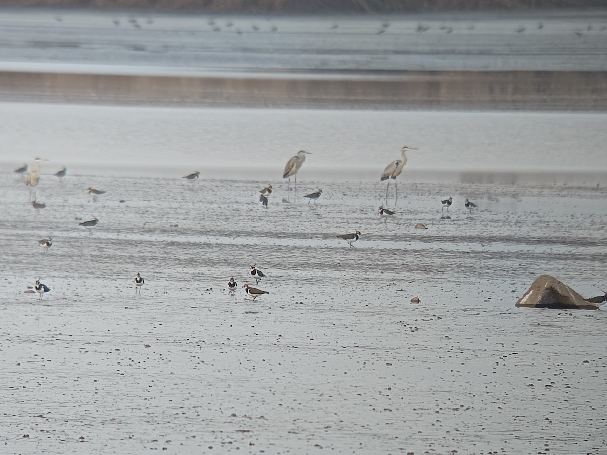 タゲリ - ML646598146