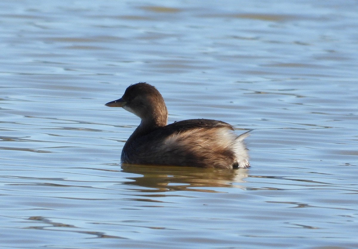 カイツブリ - ML646598147