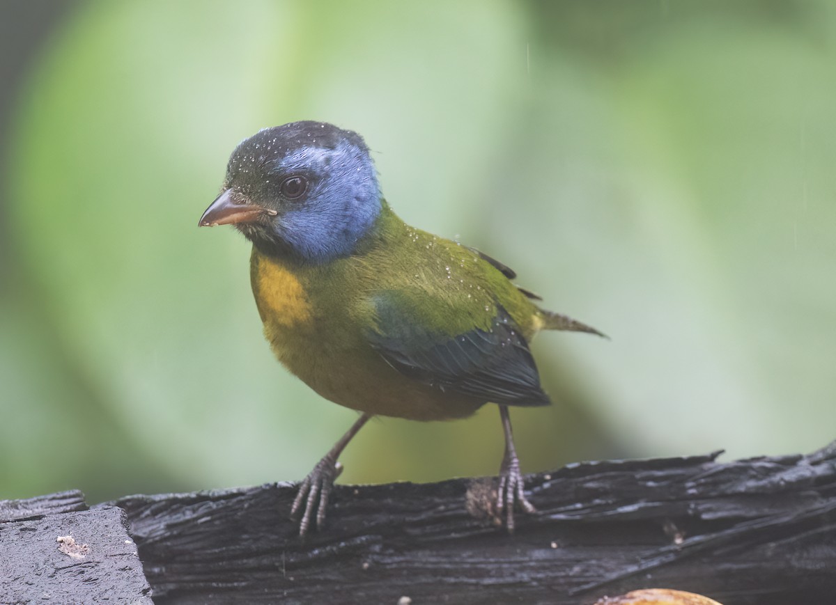 コケイロフウキンチョウ - ML646598148