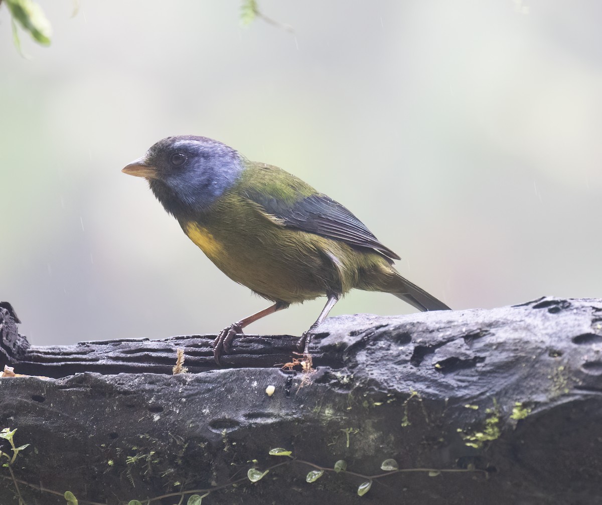 コケイロフウキンチョウ - ML646598149