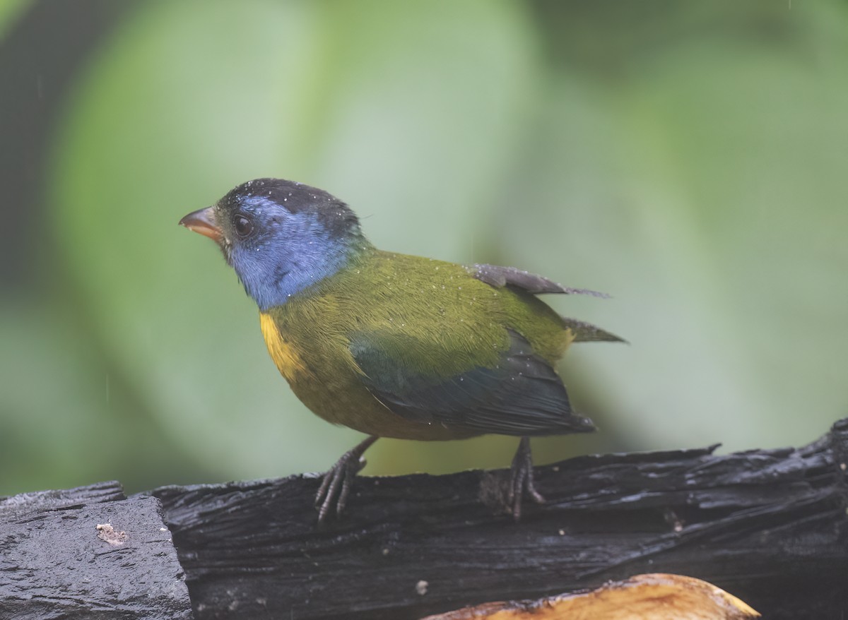 コケイロフウキンチョウ - ML646598150