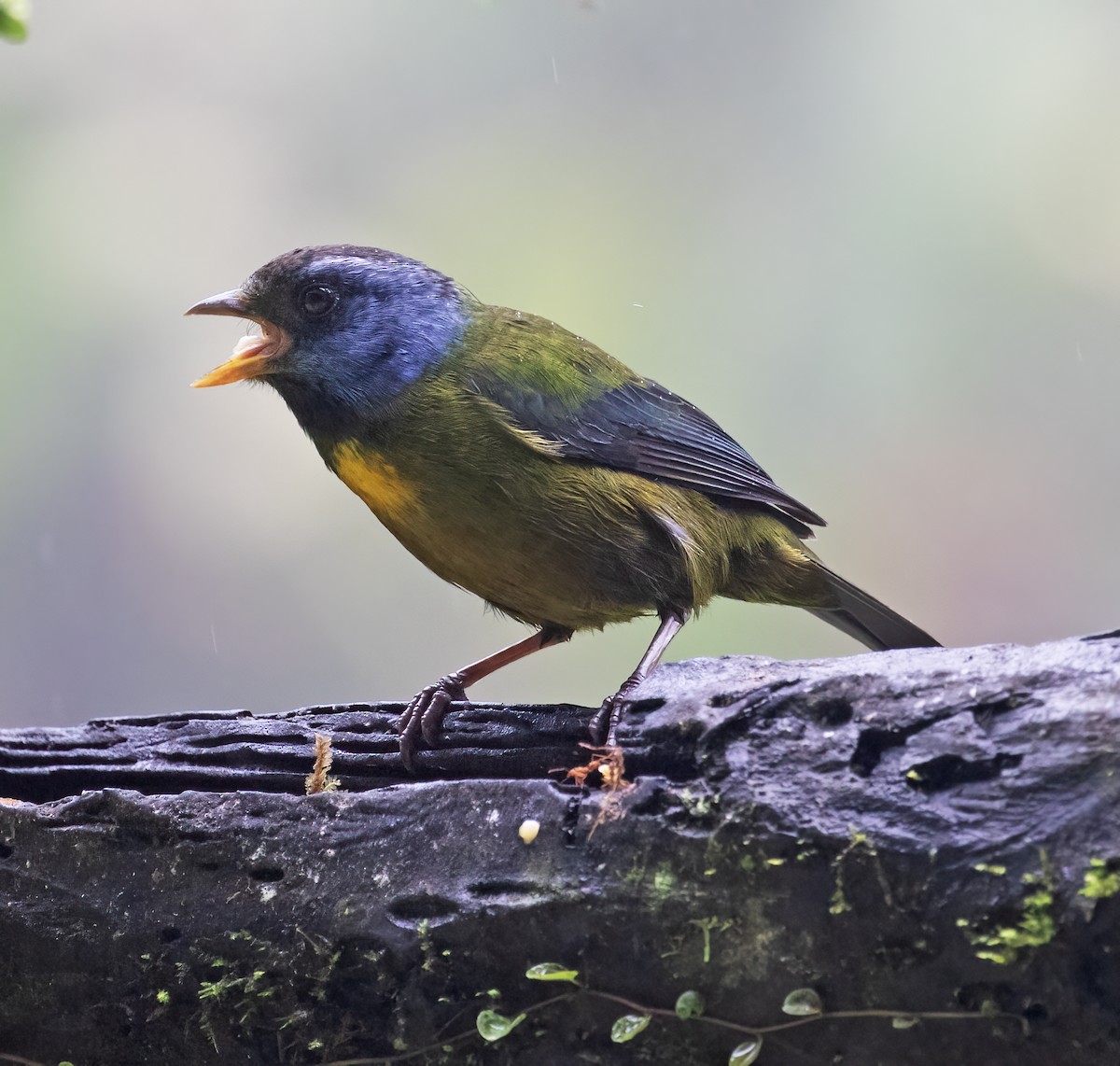 コケイロフウキンチョウ - ML646598151