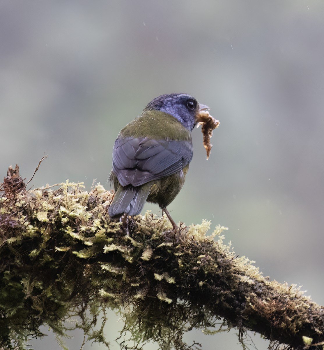 コケイロフウキンチョウ - ML646598152