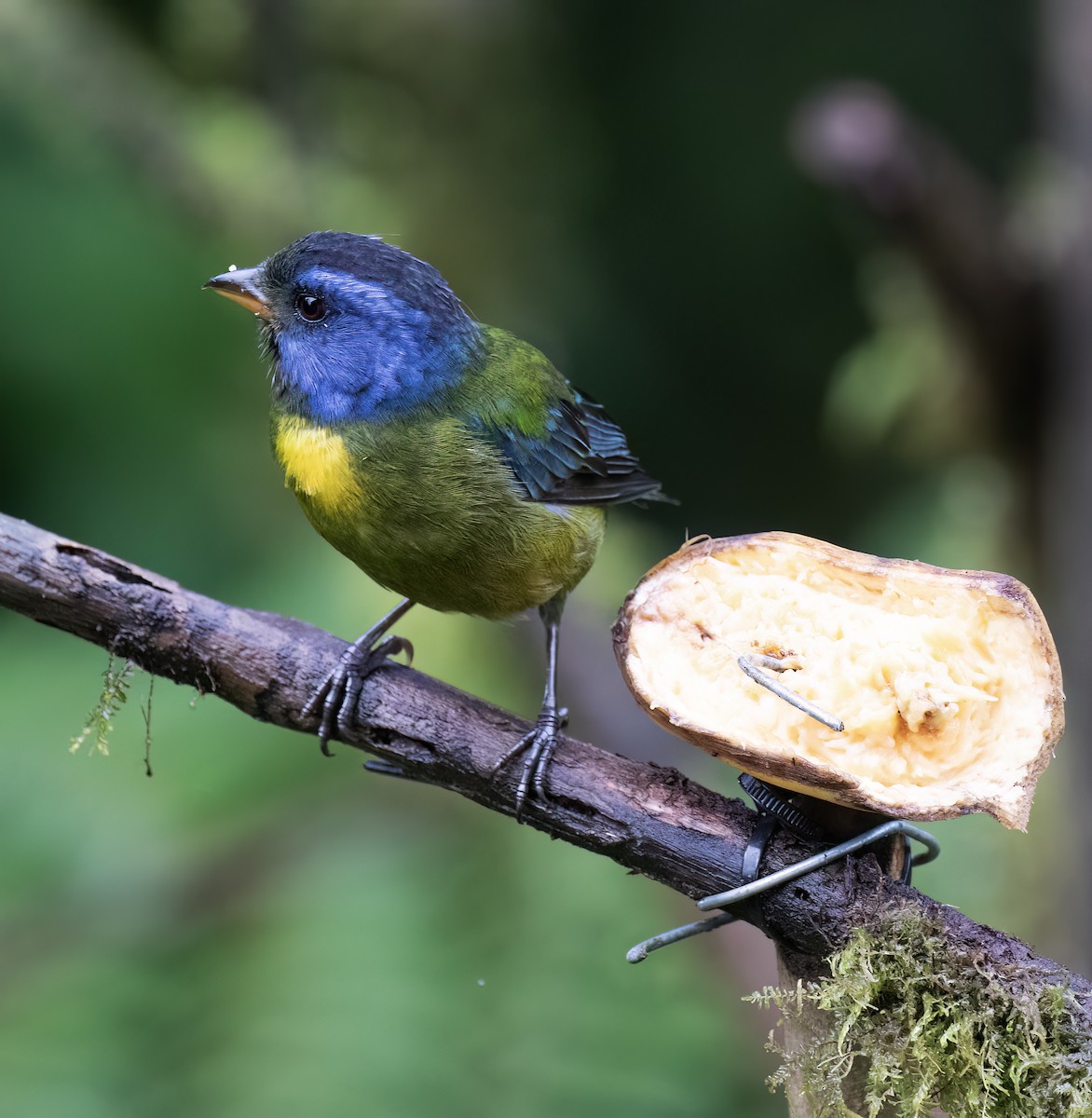 コケイロフウキンチョウ - ML646598153