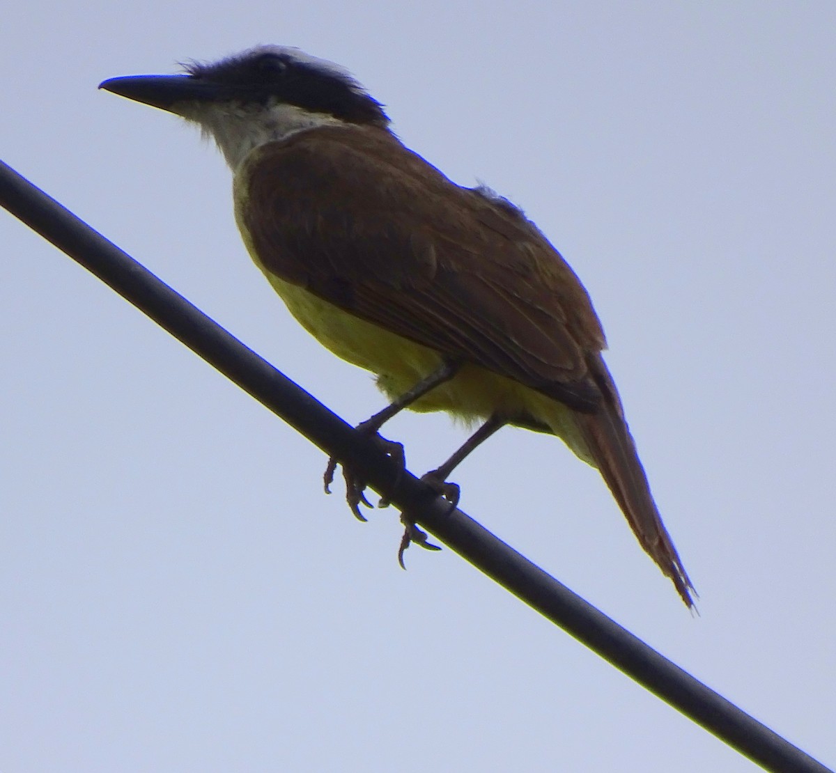 キバラオオタイランチョウ - ML646598154