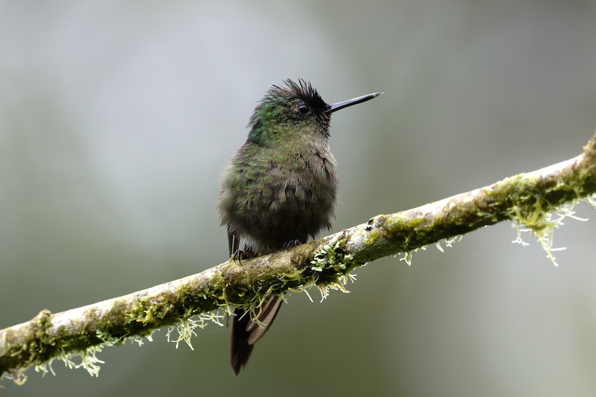 ミドリトゲオハチドリ - ML646598155