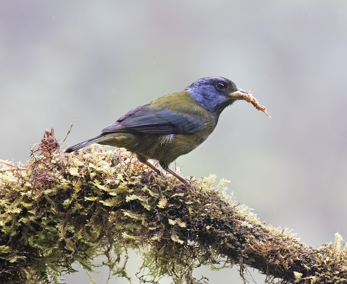 コケイロフウキンチョウ - ML646598156