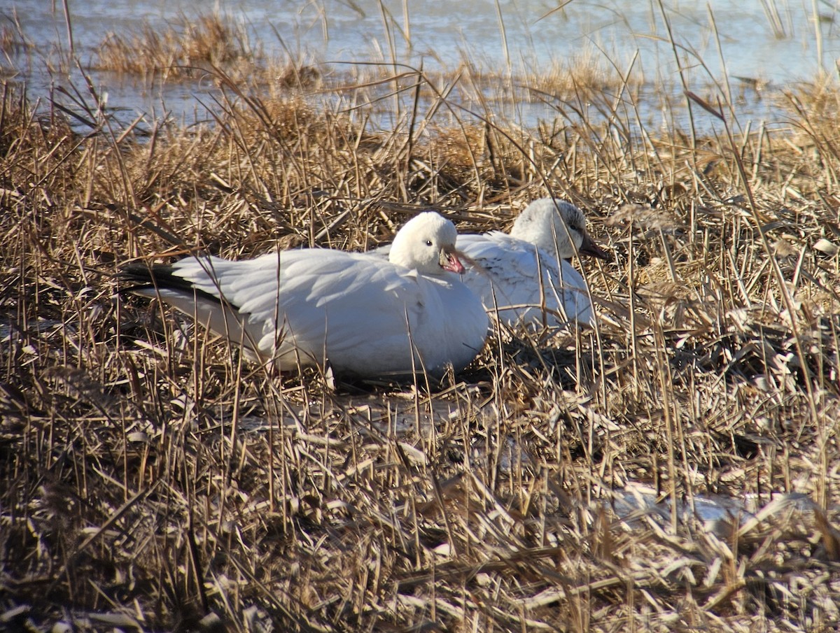 Ross's Goose - ML646598157