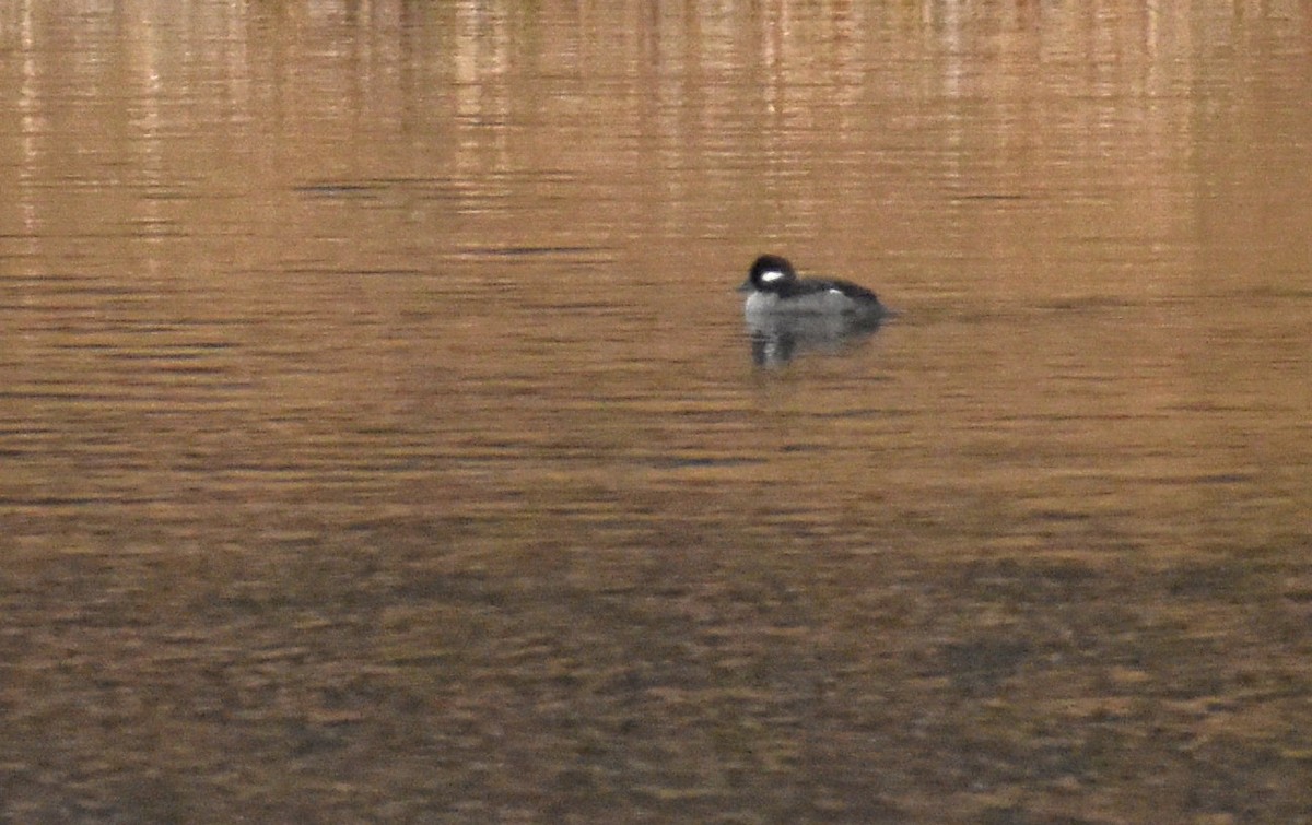 ヒメハジロ - ML646598158