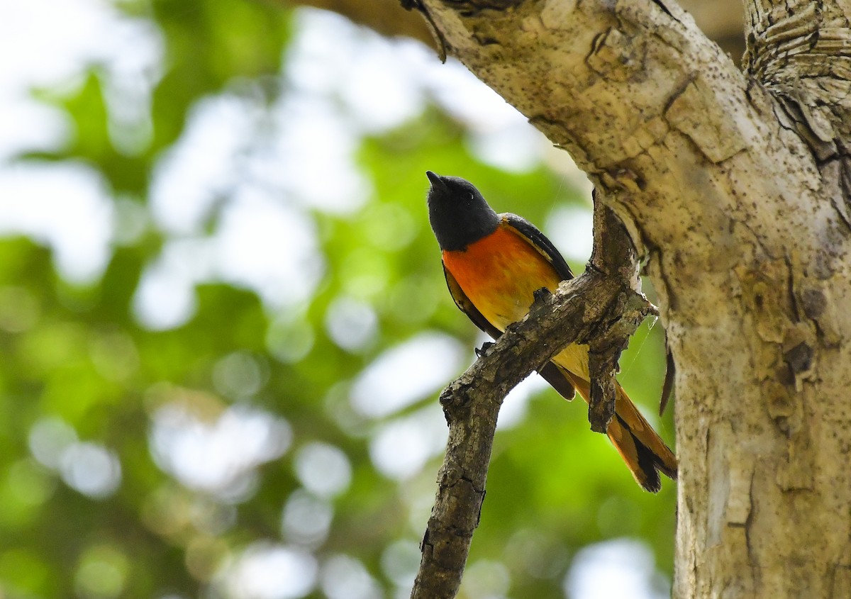 コサンショウクイ - ML646598161