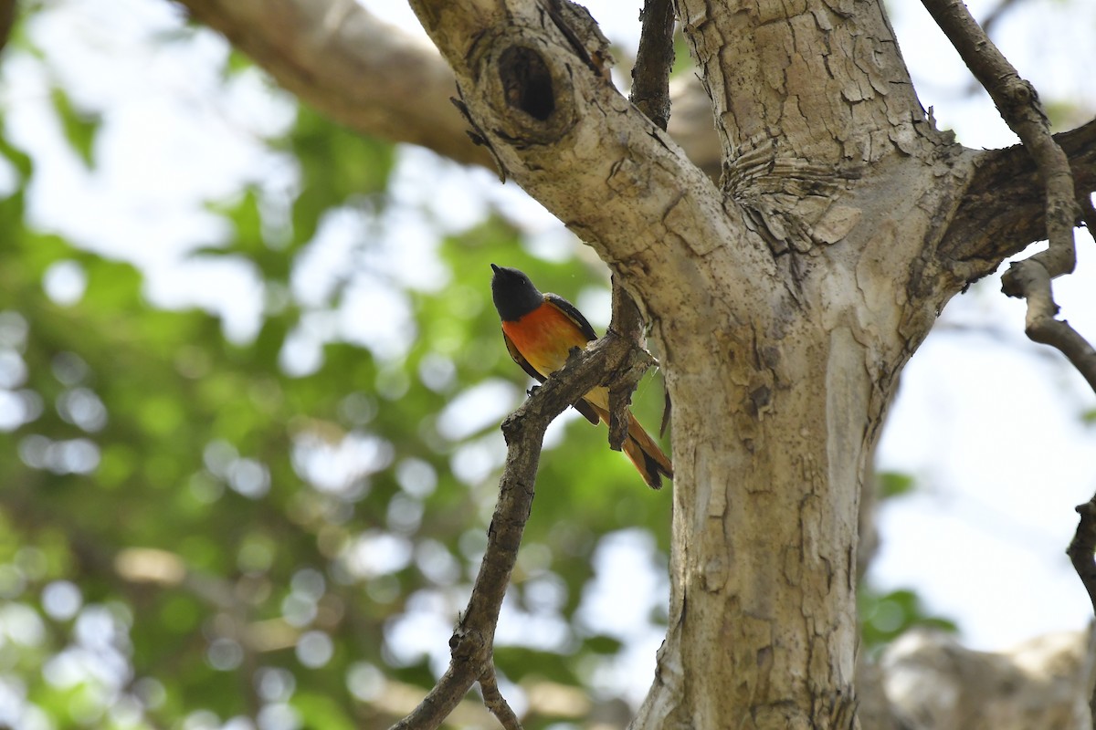 コサンショウクイ - ML646598162