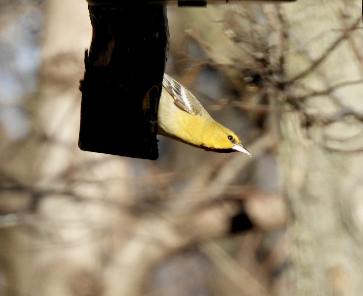Bullock's Oriole - ML646598163