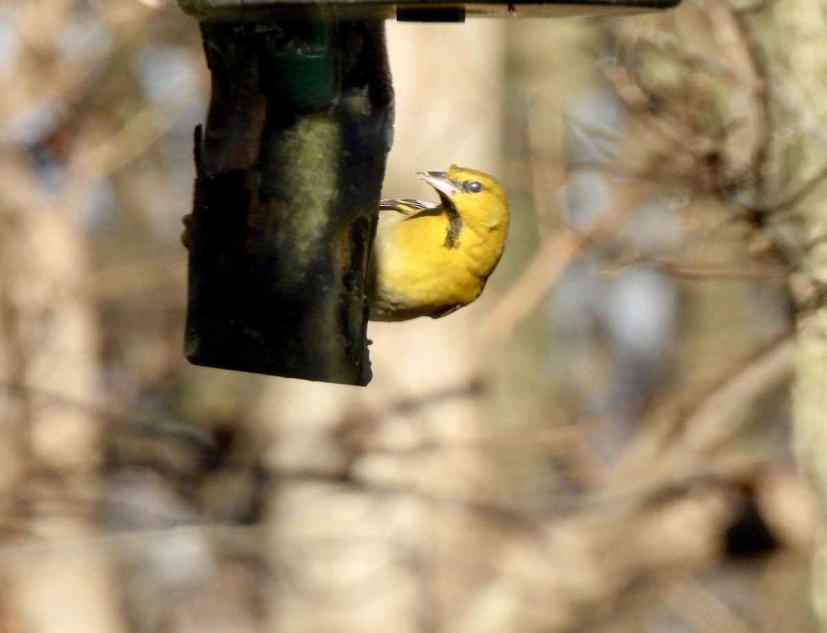 Bullock's Oriole - ML646598164