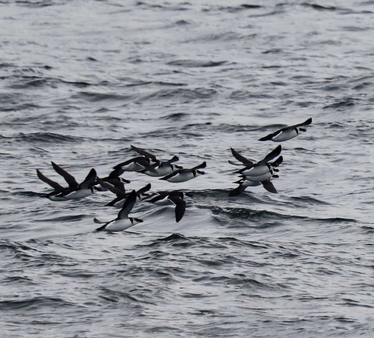 オオハシウミガラス - ML646598168