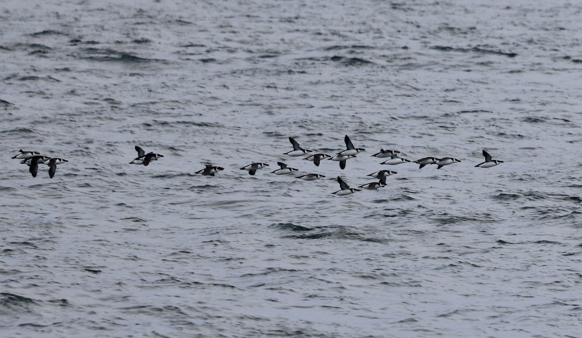 オオハシウミガラス - ML646598169