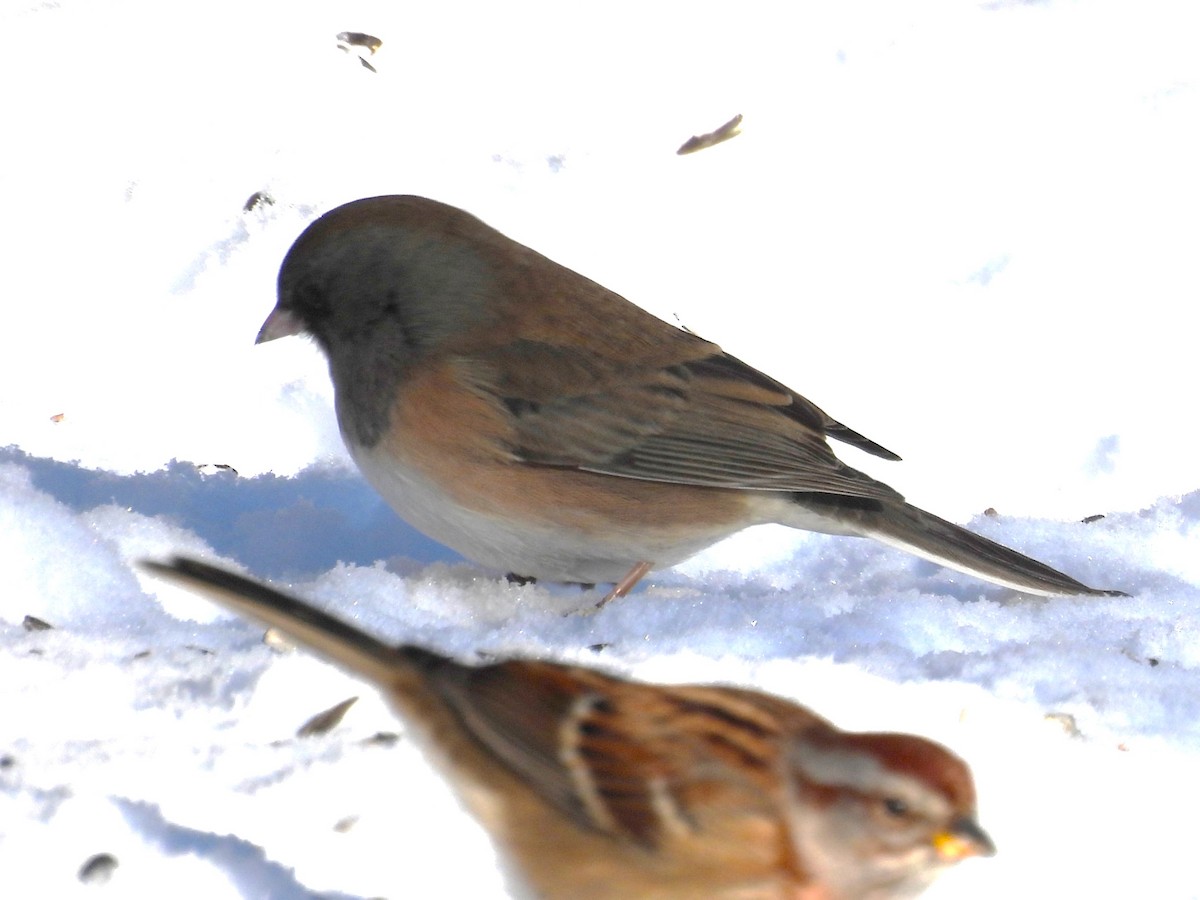 ユキヒメドリ（oreganus グループ） - ML646598170