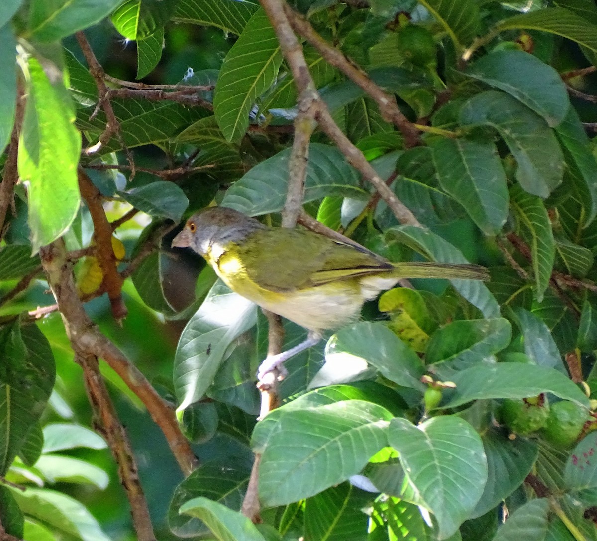 アカマユカラシモズ - ML646598171