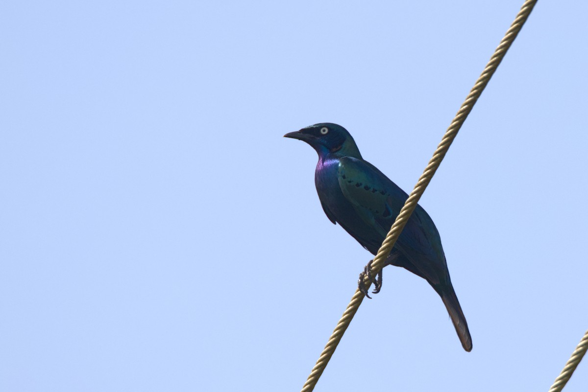 セイキテリムク - ML646598172