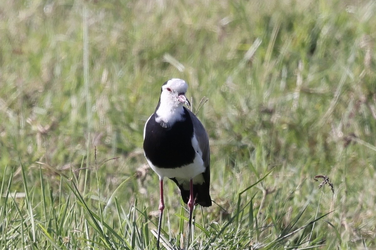 レンカクゲリ - ML646598173