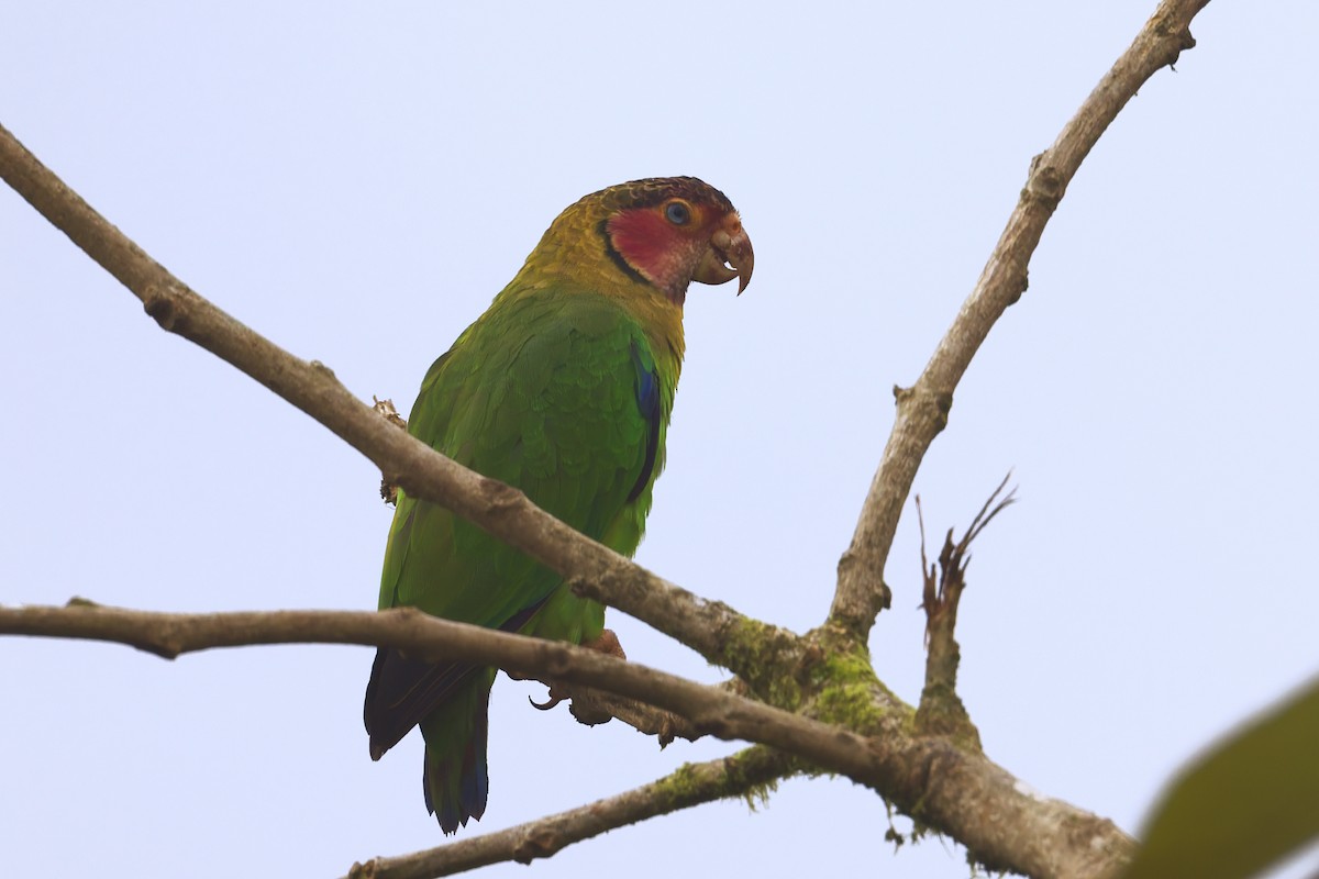 メカシインコ - ML646598174