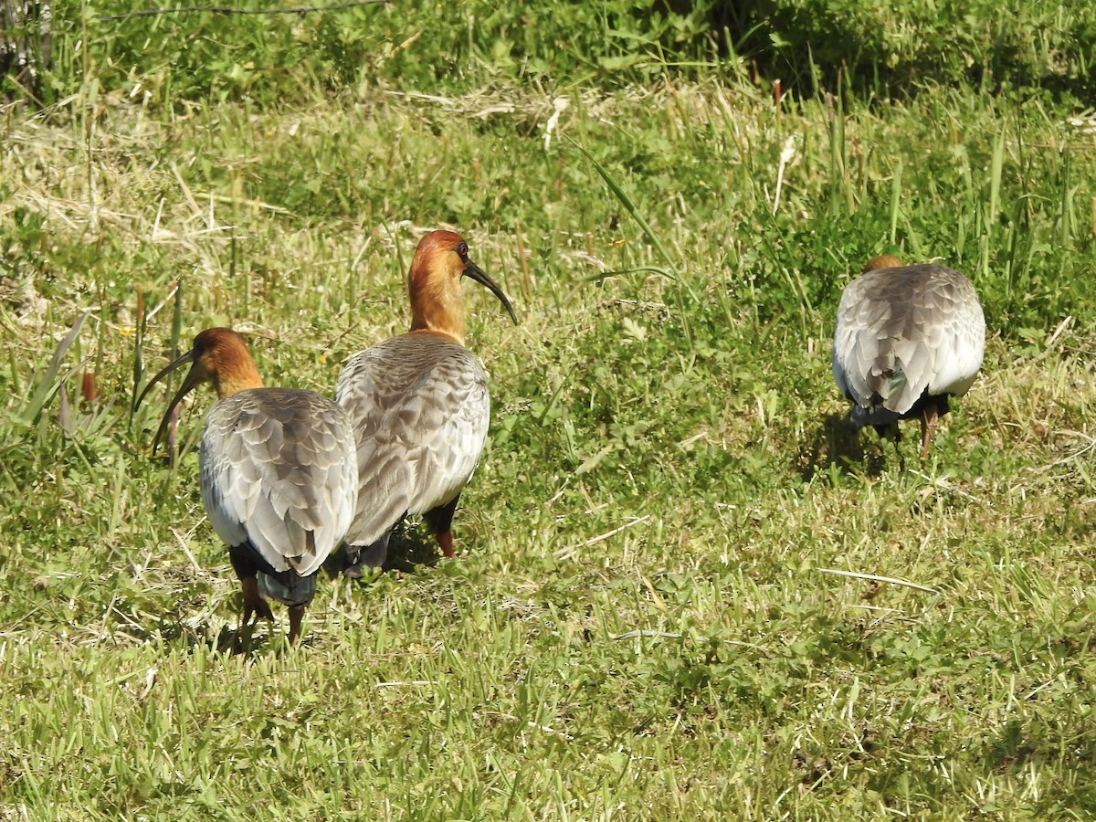 ibis laločnatý - ML646598177