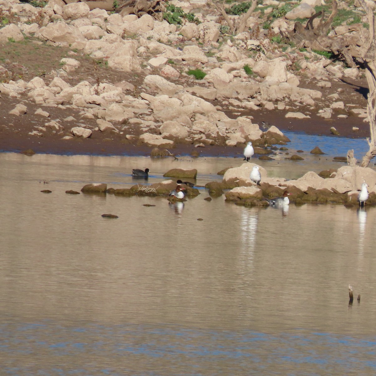 カワアイサ - ML646598178