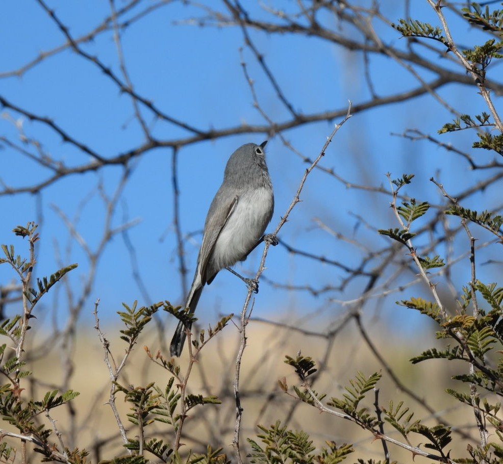 ブユムシクイ - ML646598179