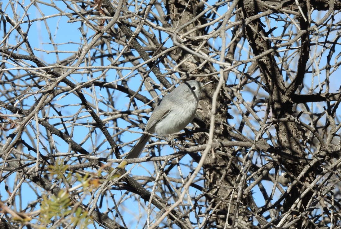 ブユムシクイ - ML646598180