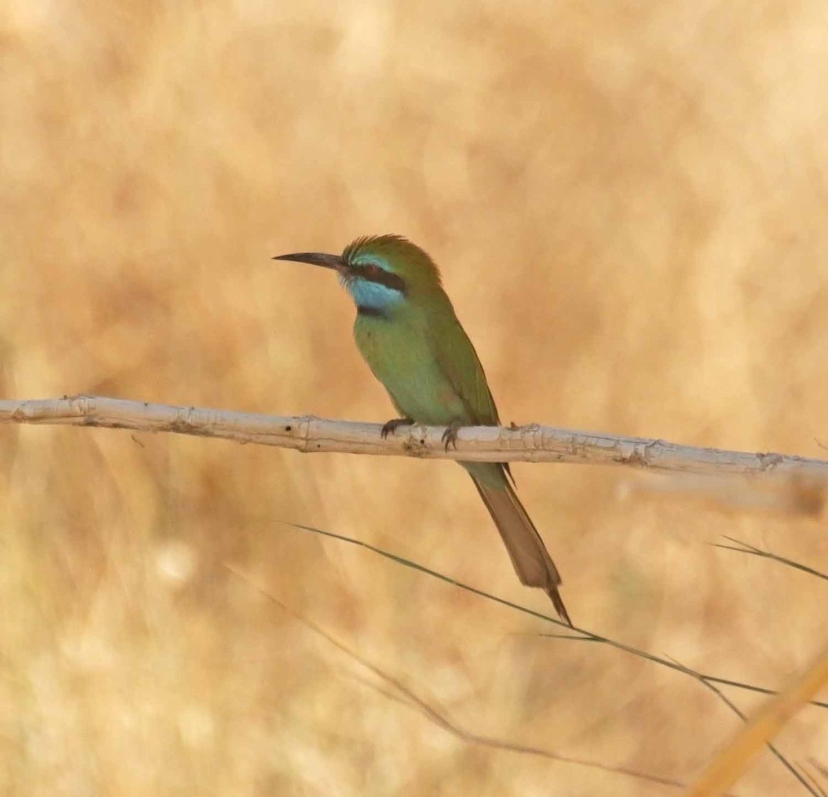 Arabian Green Bee-eater - ML646598182