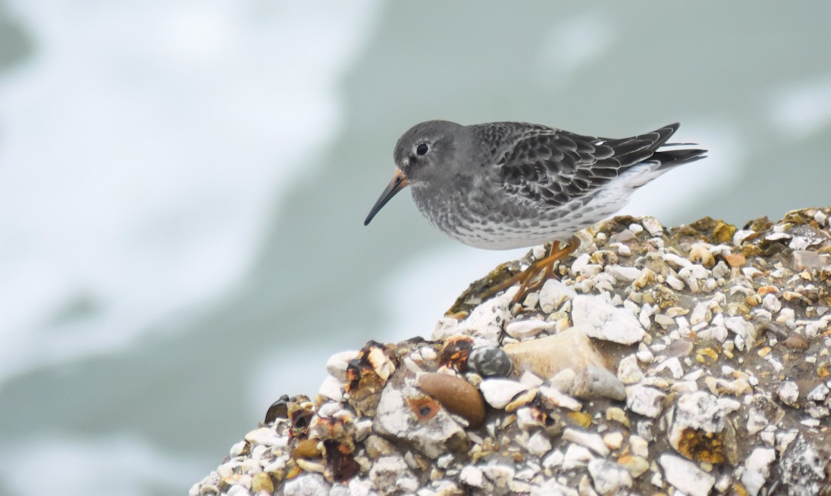 Purple Sandpiper - ML646598183