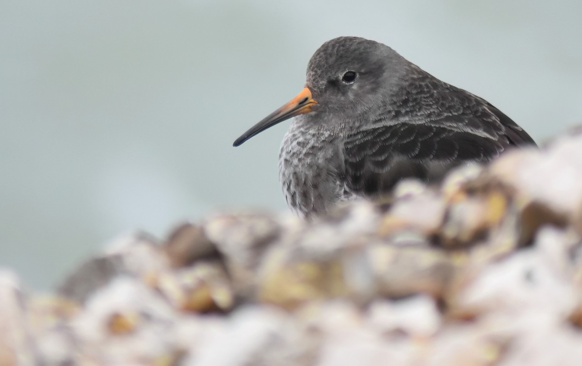 Purple Sandpiper - ML646598184