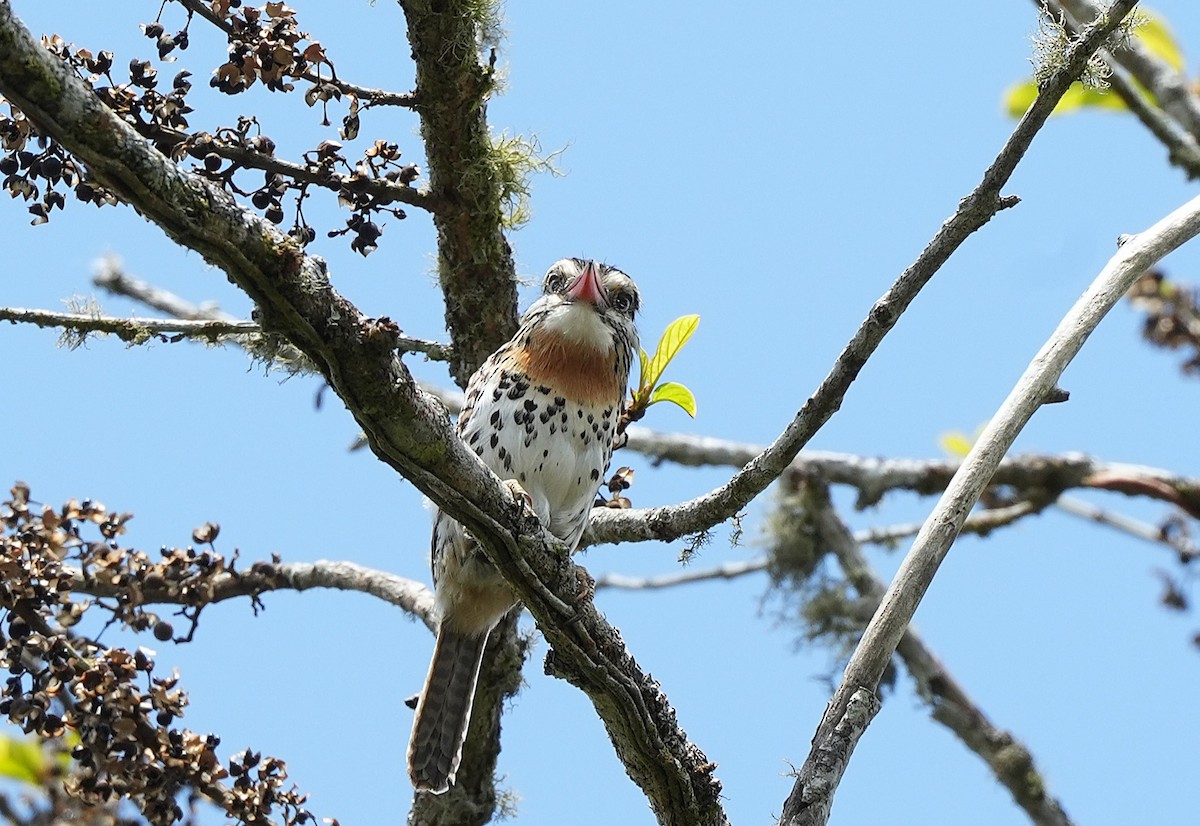 セボシオオガシラ（maculatus） - ML646598186
