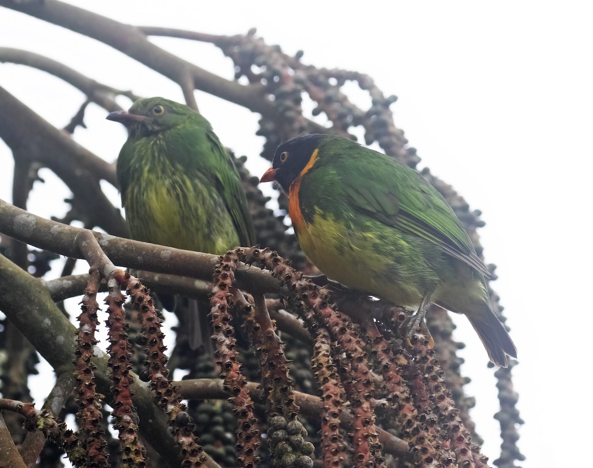 Orangebrustkotinga - ML646598188