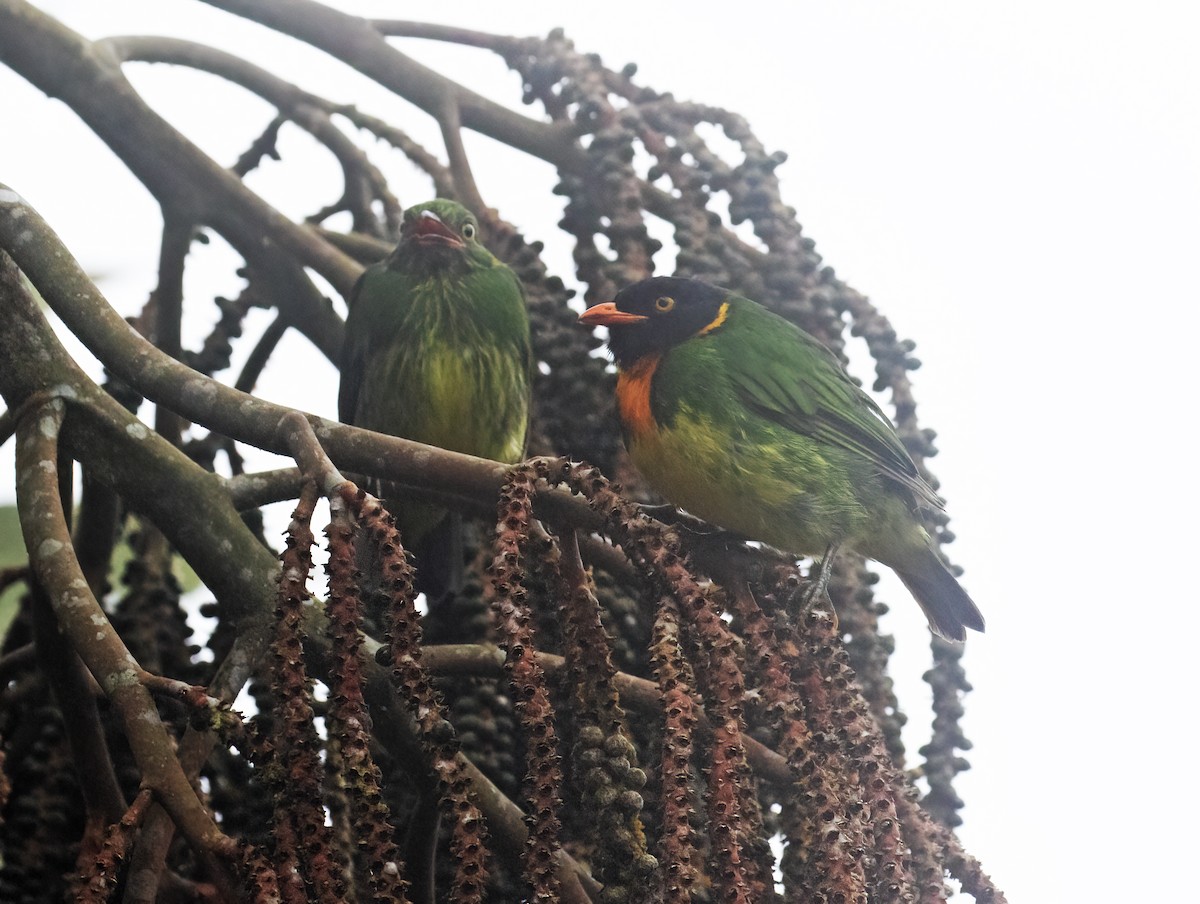 Orangebrustkotinga - ML646598189