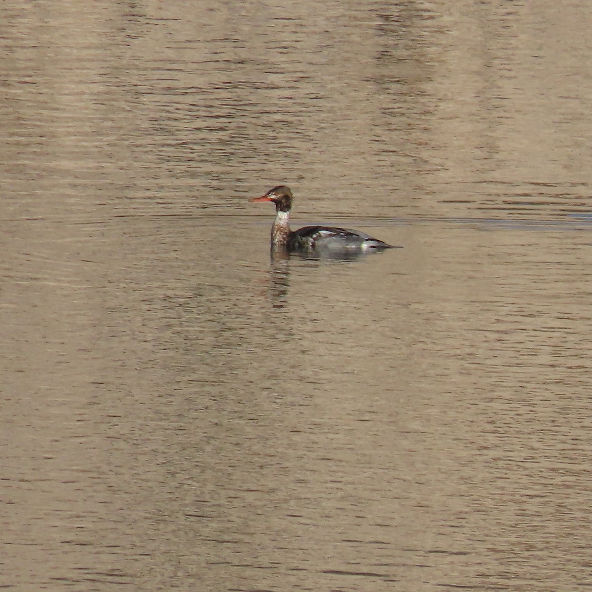 ウミアイサ - ML646598190