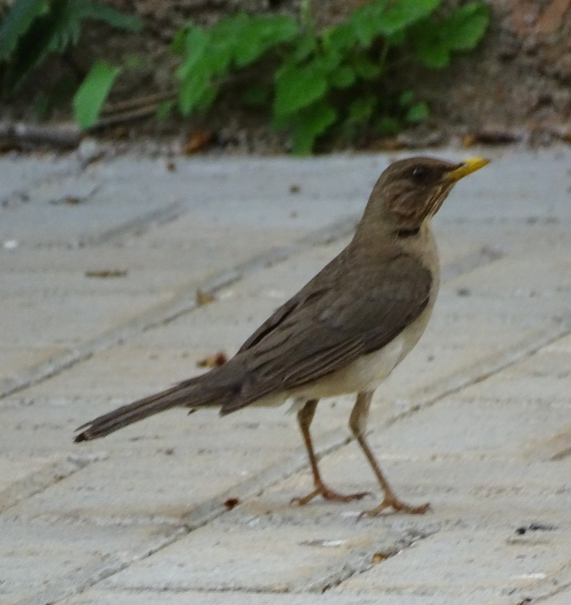 Creamy-bellied Thrush - ML646598191
