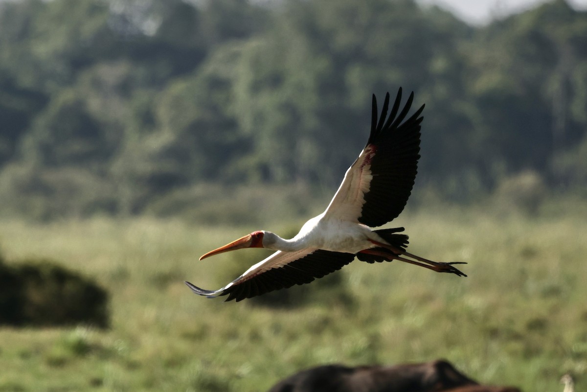 Yellow-billed Stork - ML646598192