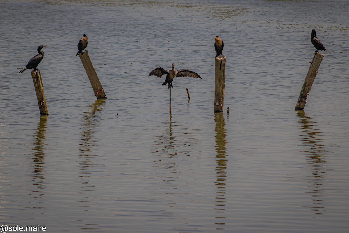 kormorán neotropický - ML646598193