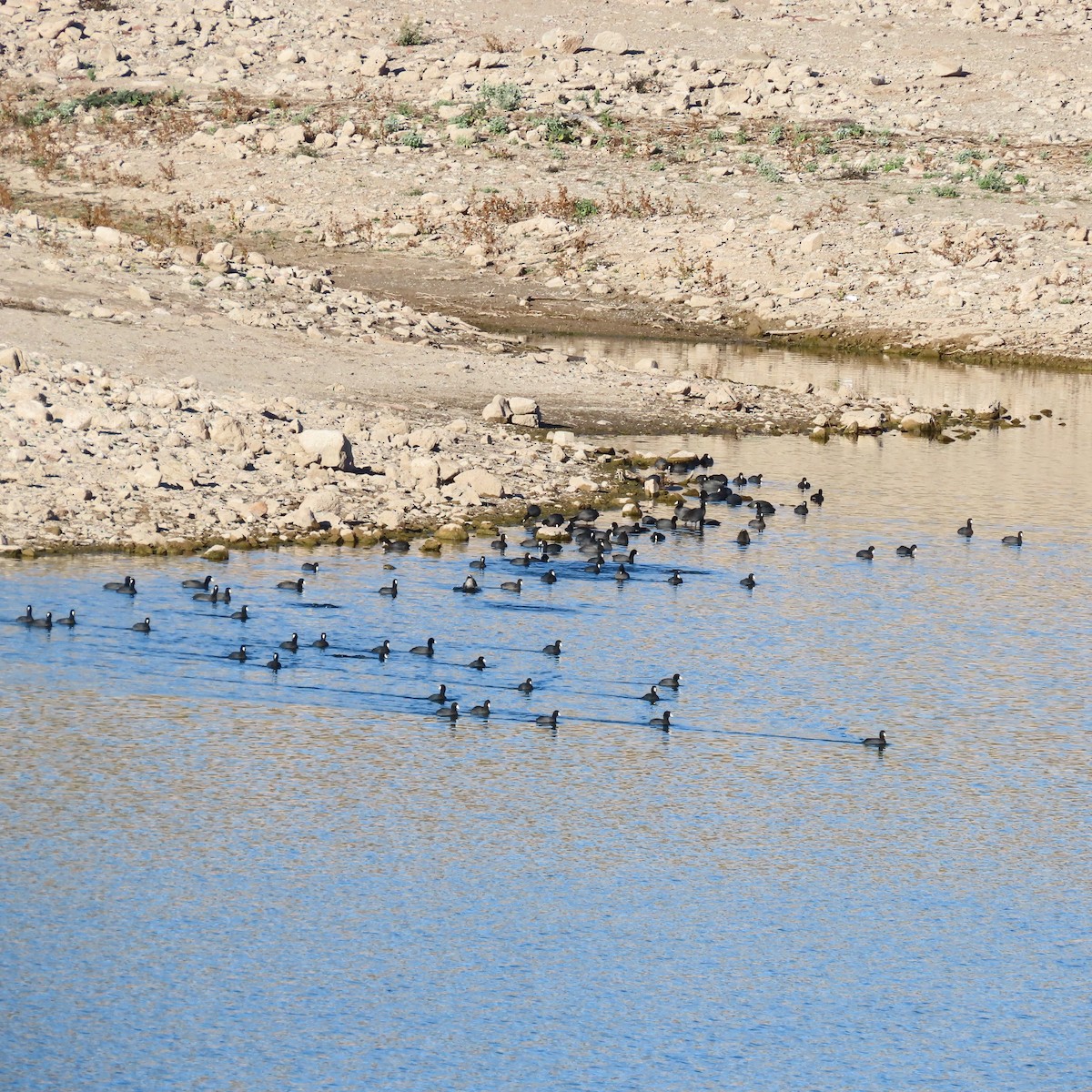 amerikasothøne - ML646598194