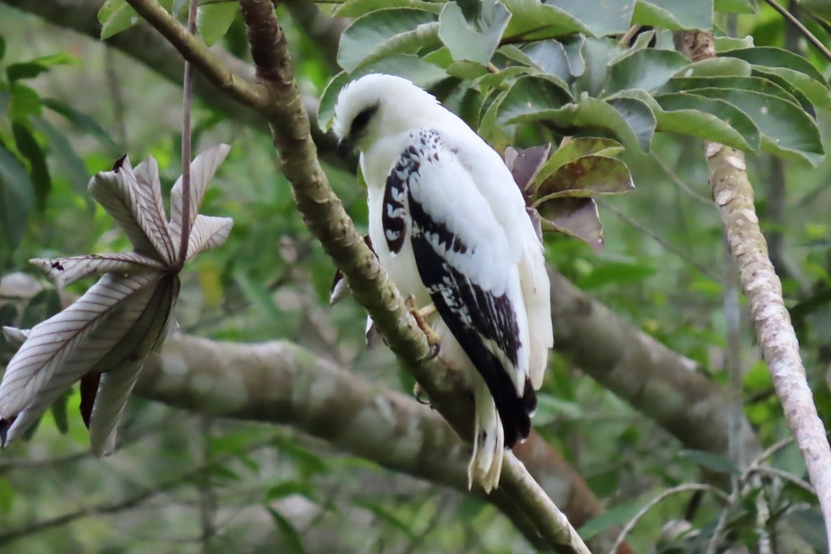 White Hawk - ML646598195